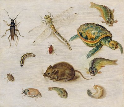 A Study of Insects, Sea Creatures and a Mouse by Jan the Elder Brueghel